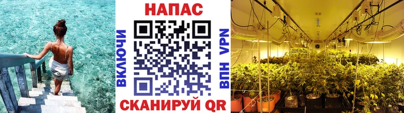 Канабис Ganja  цена   Кедровый 